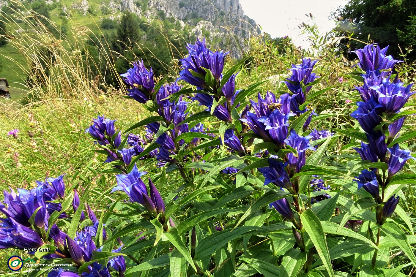66 Genziana minore (Gentiana asclepiadea).JPG